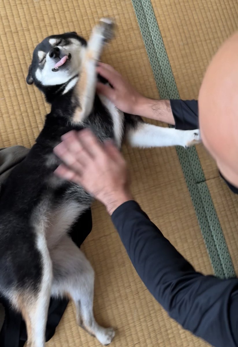 sumisumi_mame's tweet photo. ワキャワキャ
#こう見えて散歩拒否中
#抱っこされろや
#柴犬 https://t.co/ke6UT5THKf