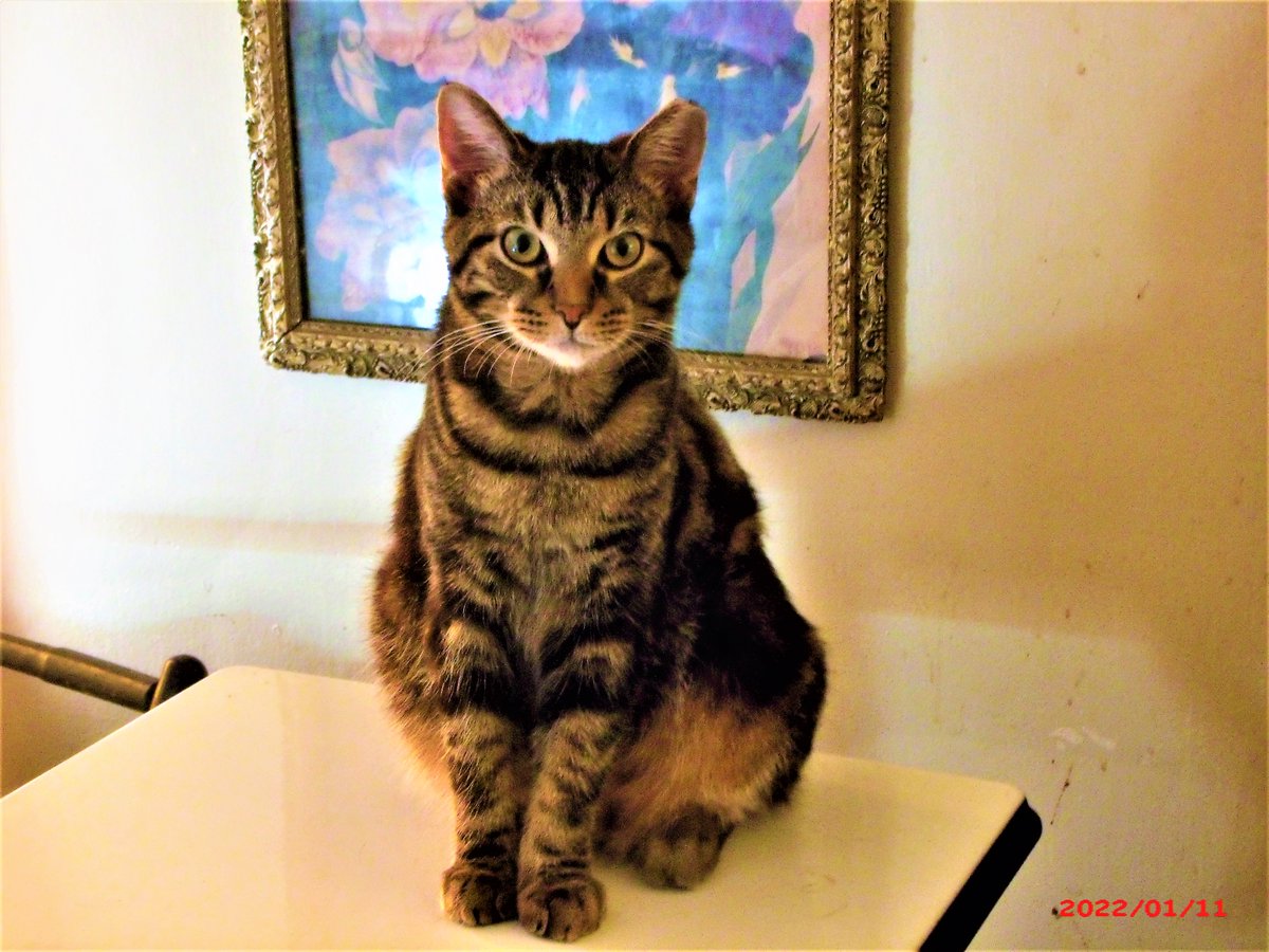 Suzy (@suzanna_danna) on Twitter photo All photos were taken by me unless
otherwise noted  . . . .Robert says 
"hello & hope you're having a nice day!"
   ..../\„,„/\
    ...( =';'😆 ~ 
   .../* 🧡 *\
    .(.| .|..| .|.  *\  
    #cattwitter All photos were taken by me unless
otherwise noted  . . . .Robert says 
"hello & hope you're having a nice day!"
   ..../\„,„/\
    ...( =';'😆 ~ 
   .../* 🧡 *\
    .(.| .|..| .|.  *\  
    #cattwitter