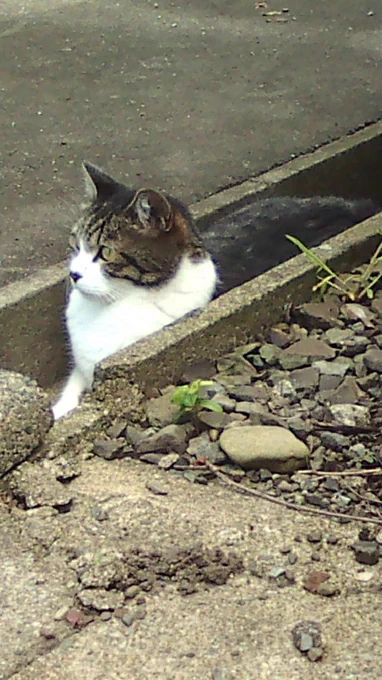 実家の猫、亡くなっちゃった 最古の写真が2009年だから大往生だったな ここ数年はかなりつらそうにしてたけど食欲がすごくて頑張って生きてた お疲れ様だよ