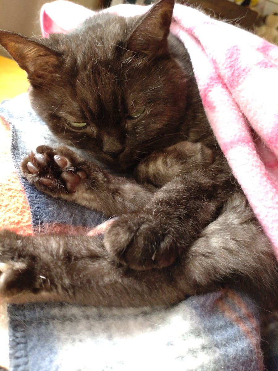 shirotorako's tweet photo. @Pryncess_2009 Good morning Pryncess😀🌹💕Have a good day💞Torako is sleeping zzz🍀🌹💞🌸 https://t.co/rQK22Fvffa