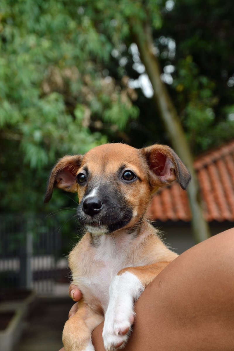 FRANCIS no ha encontrado su hogar para siempre 🥺 Nadie ha preguntado por el, ayudanos porfa! 🙏🏻