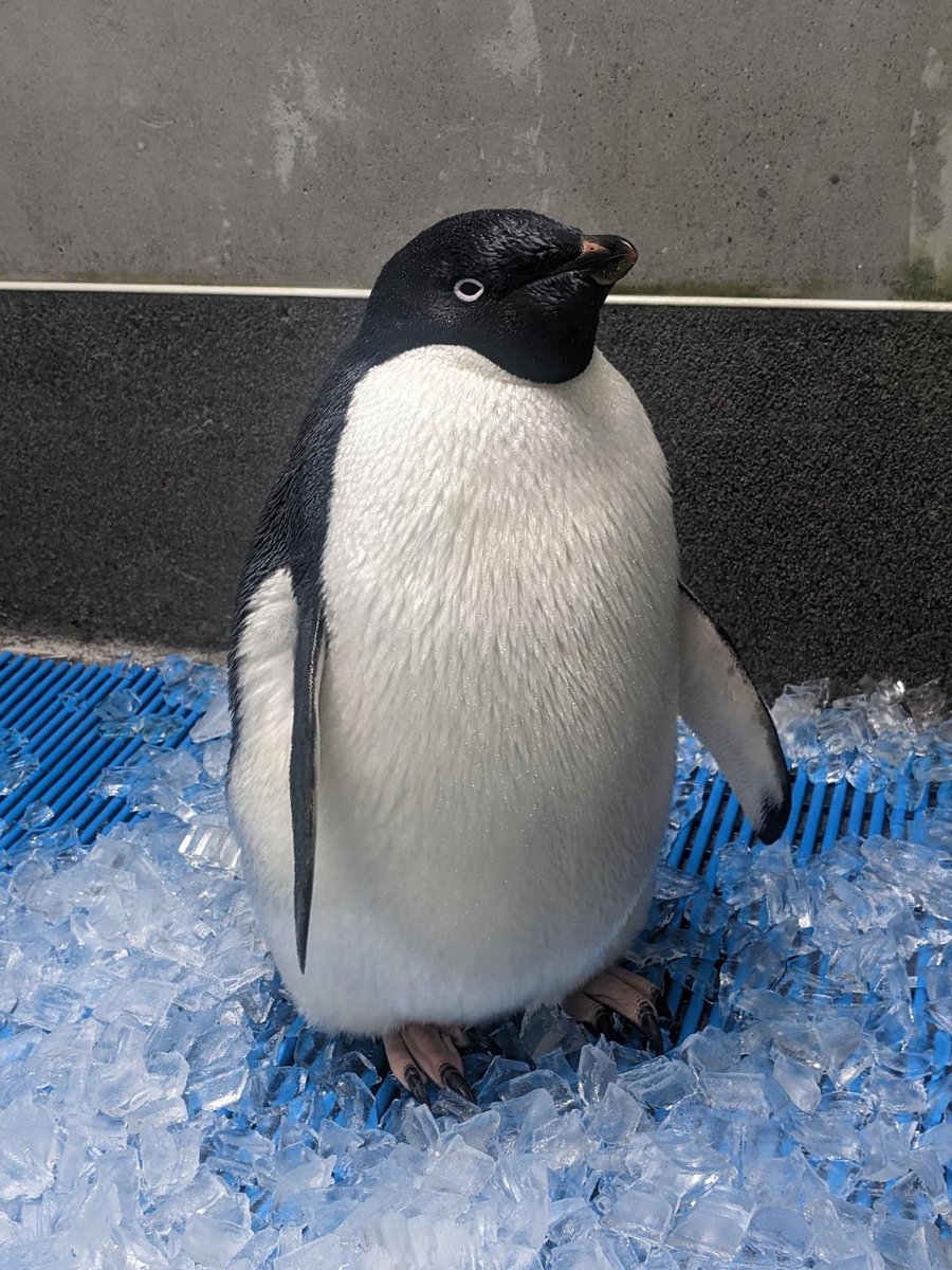 anguswinterr's tweet photo. so invested in getting the adélie penguin home. I feel kinship with this bird https://t.co/inOObE5vav