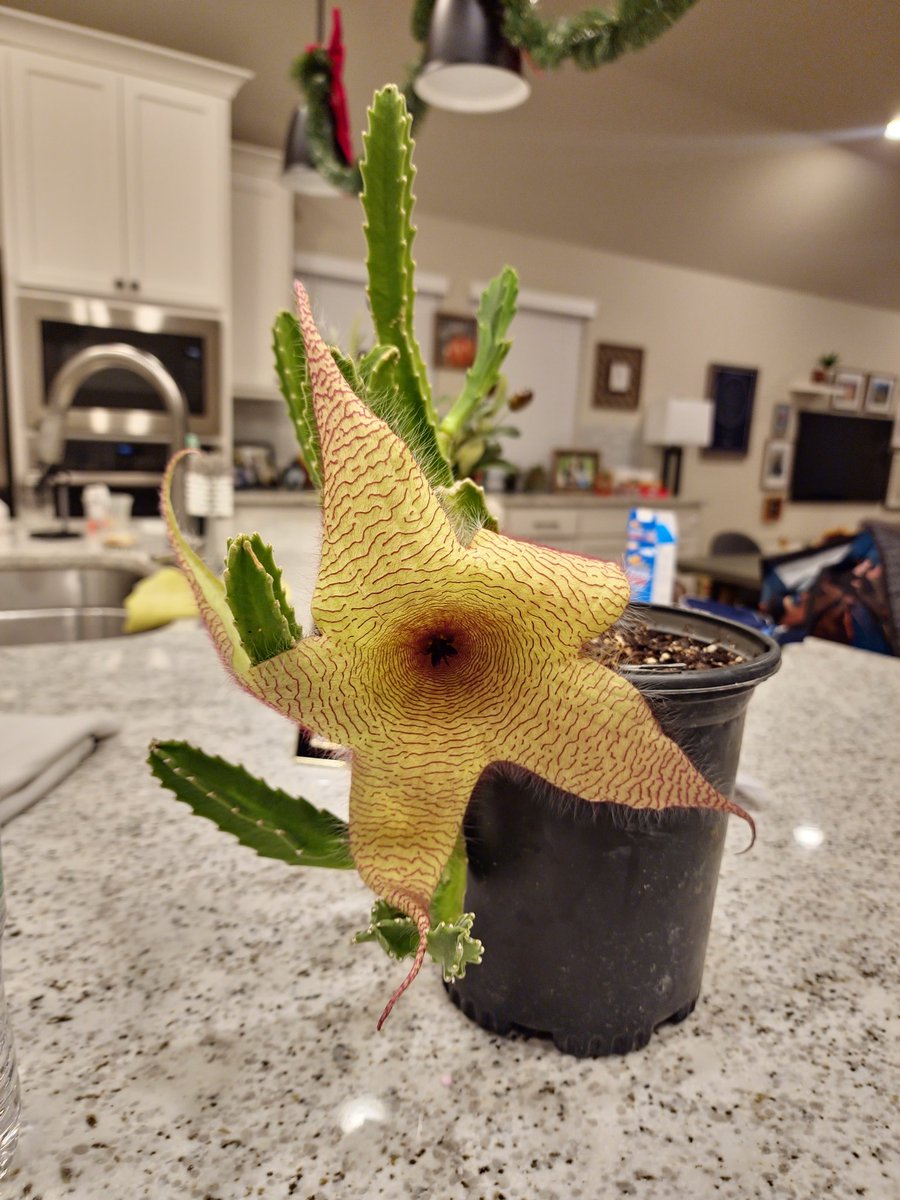 Manu Alarcón. tweet media