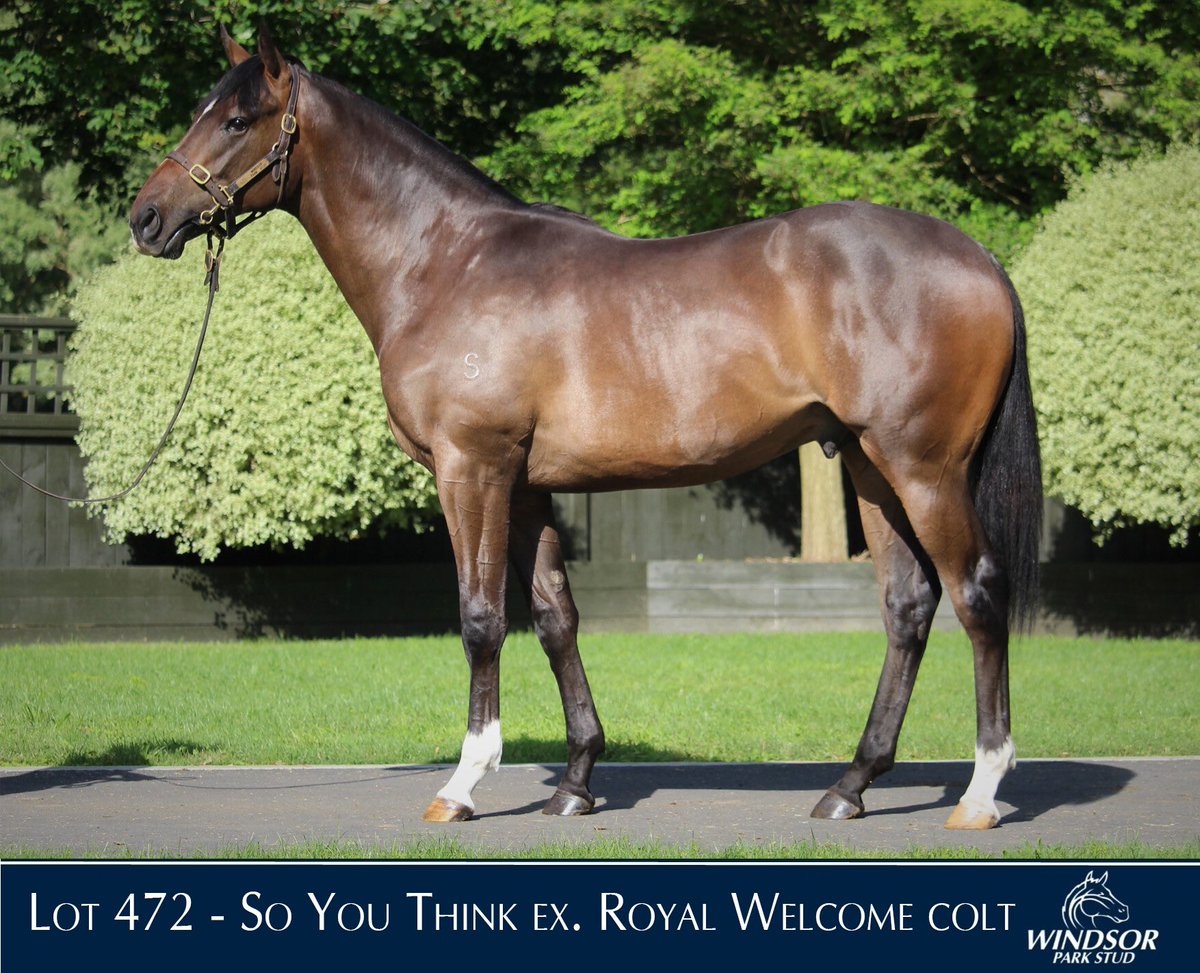 KarakaChat's tweet photo. Melbourne Cup day is underway at @FlemingtonVRC and #OpeningAddress (NZ) has taken out the Listed Tab Trophy 🏆🎉
The colt by @CoolmoreAus’s So You Think was a $160,000 Karaka 2023 purchase by @AWilliamsBldst, Bevan Smith Bloodstock and trainer @HowleyRacing 🤝
Congrats to all connections 🥳
#WhereWinningBegins✨