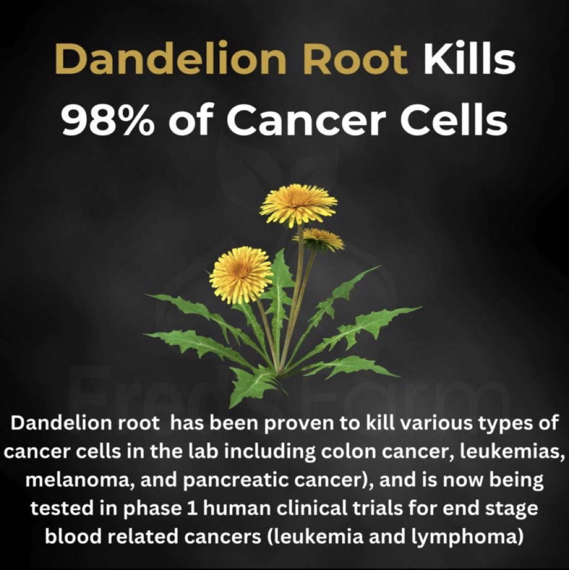 FredsFarm247's tweet photo. Did you know?👇🏽

Dandelion Root: https://t.co/l1Rwdo5sGq https://t.co/BCQS5iB7hG