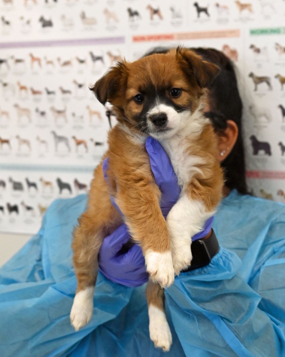 Helen Woodward Animal Center tweet media