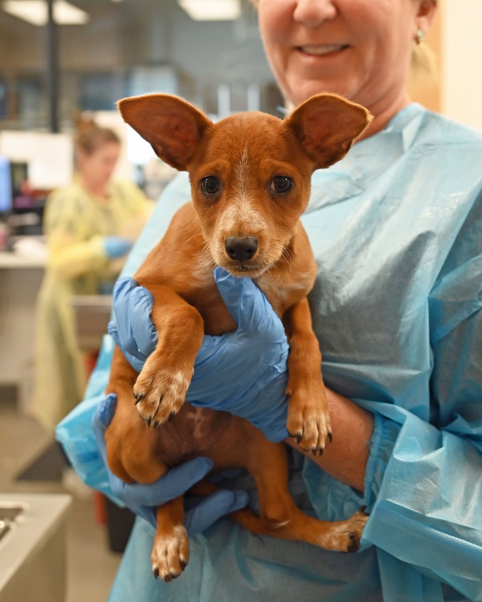 Helen Woodward Animal Center tweet media