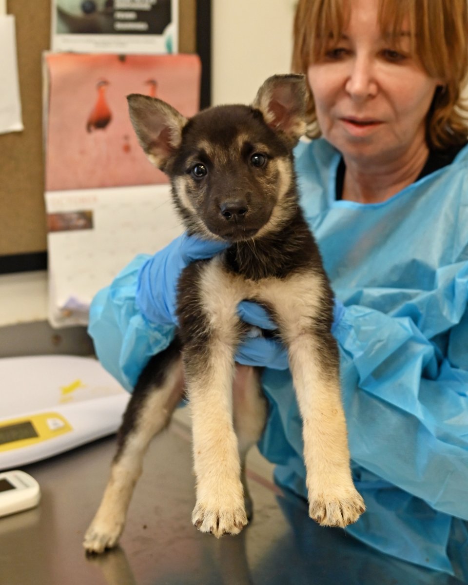 Helen Woodward Animal Center tweet media