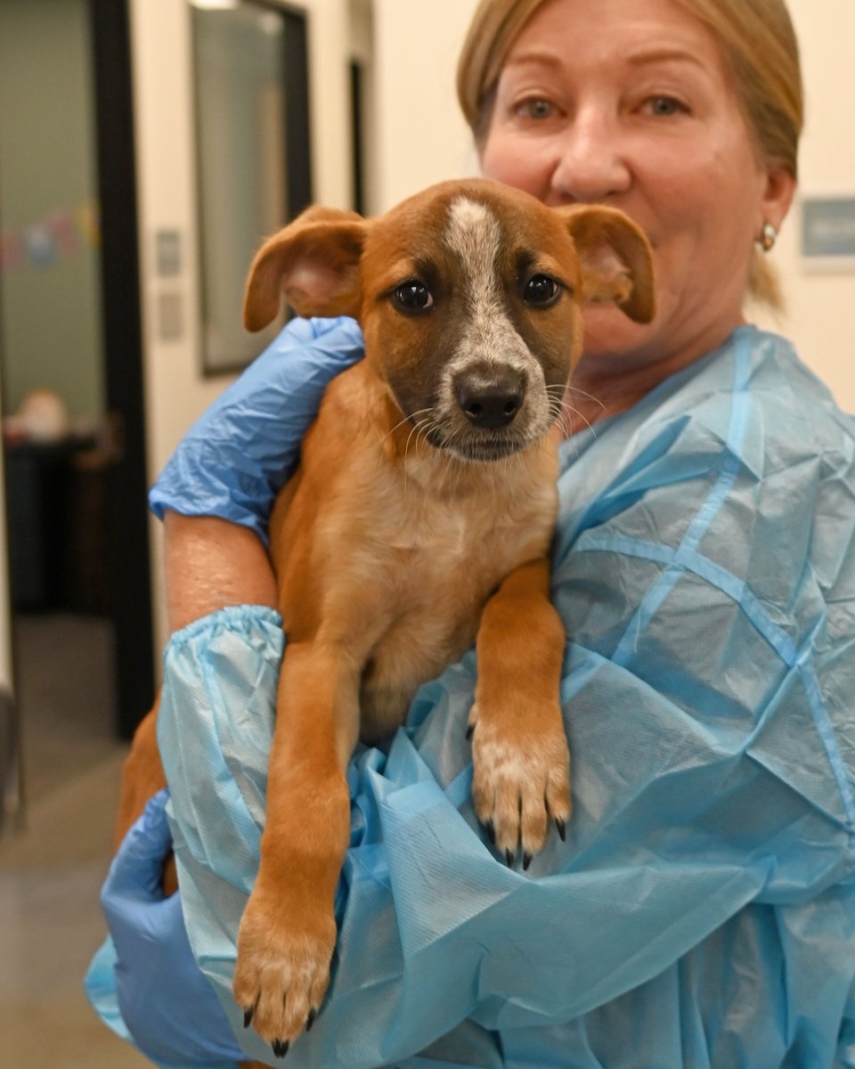 Helen Woodward Animal Center tweet media