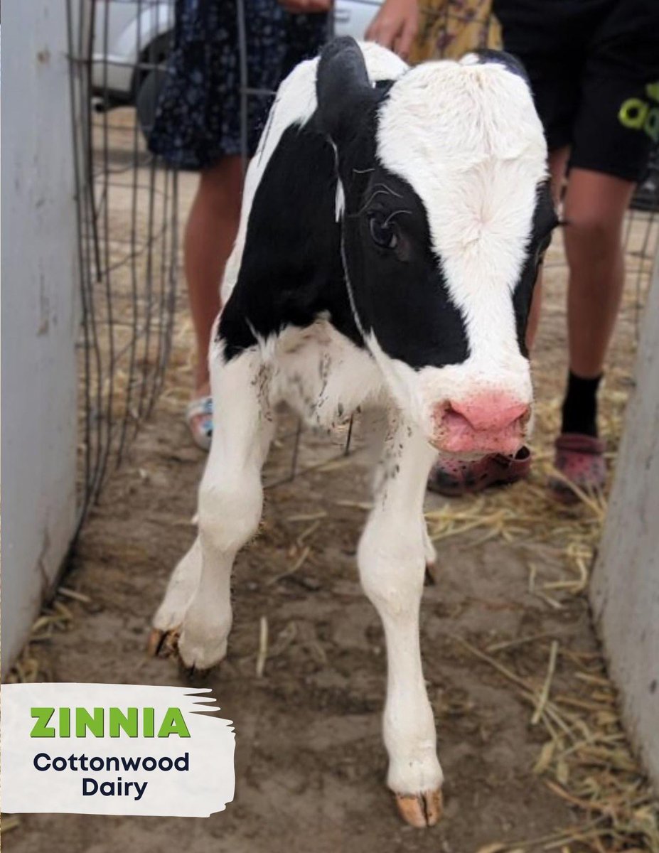 mrsishamscience's tweet photo. My science classes need your vote! Please help us name Zinnia America's Favorite Calf. From November 4-6, join the fun and vote for Zinnia. We want her to be crowned on November 8th at the live watch party. Thank you!!

Go to https://t.co/V7fIfDcEF6 to vote for Zinnia. https://t.co/G50DZ1f41v