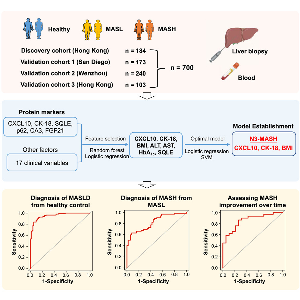 Vincent Wong (@vwswong) on Twitter photo A new blood-based biomarker for #MASH has been confirmed in diverse US and Chinese populations. Amazing collaboration among <a href="/CUHKMedicine/">CUHK Medicine</a>, <a href="/UCSDHealth/">UC San Diego Health</a>, and Wenzhou Medical University! Read more in Cell Metabolism: sciencedirect.com/science/articl… A new blood-based biomarker for #MASH has been confirmed in diverse US and Chinese populations. Amazing collaboration among <a href="/CUHKMedicine/">CUHK Medicine</a>, <a href="/UCSDHealth/">UC San Diego Health</a>, and Wenzhou Medical University! Read more in Cell Metabolism: sciencedirect.com/science/articl…
