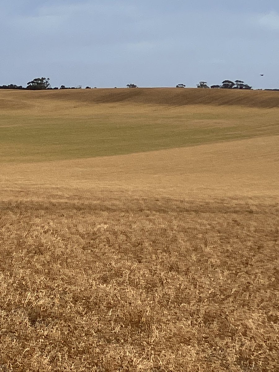 Chris Davey tweet media