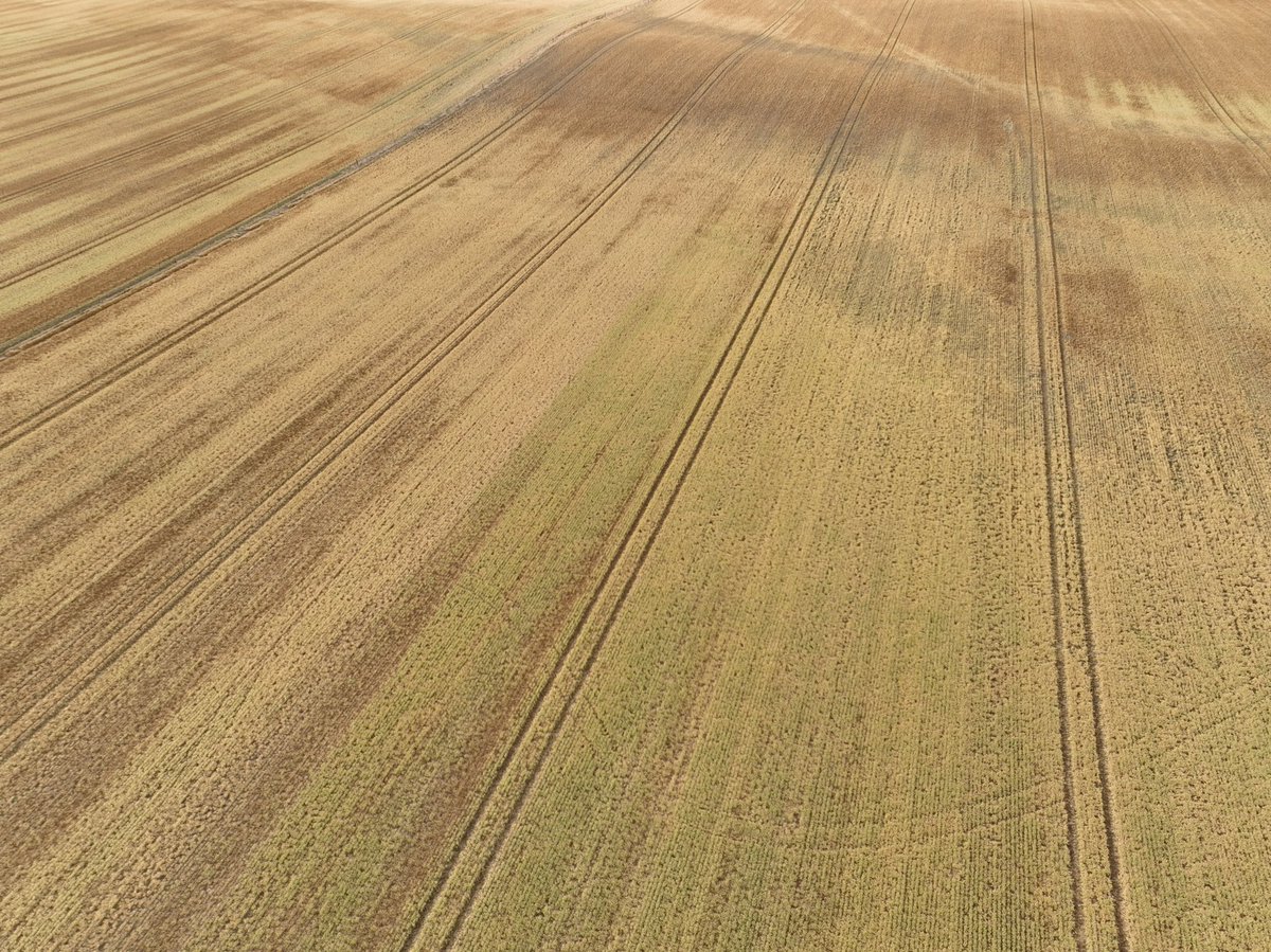 Chris Davey tweet media