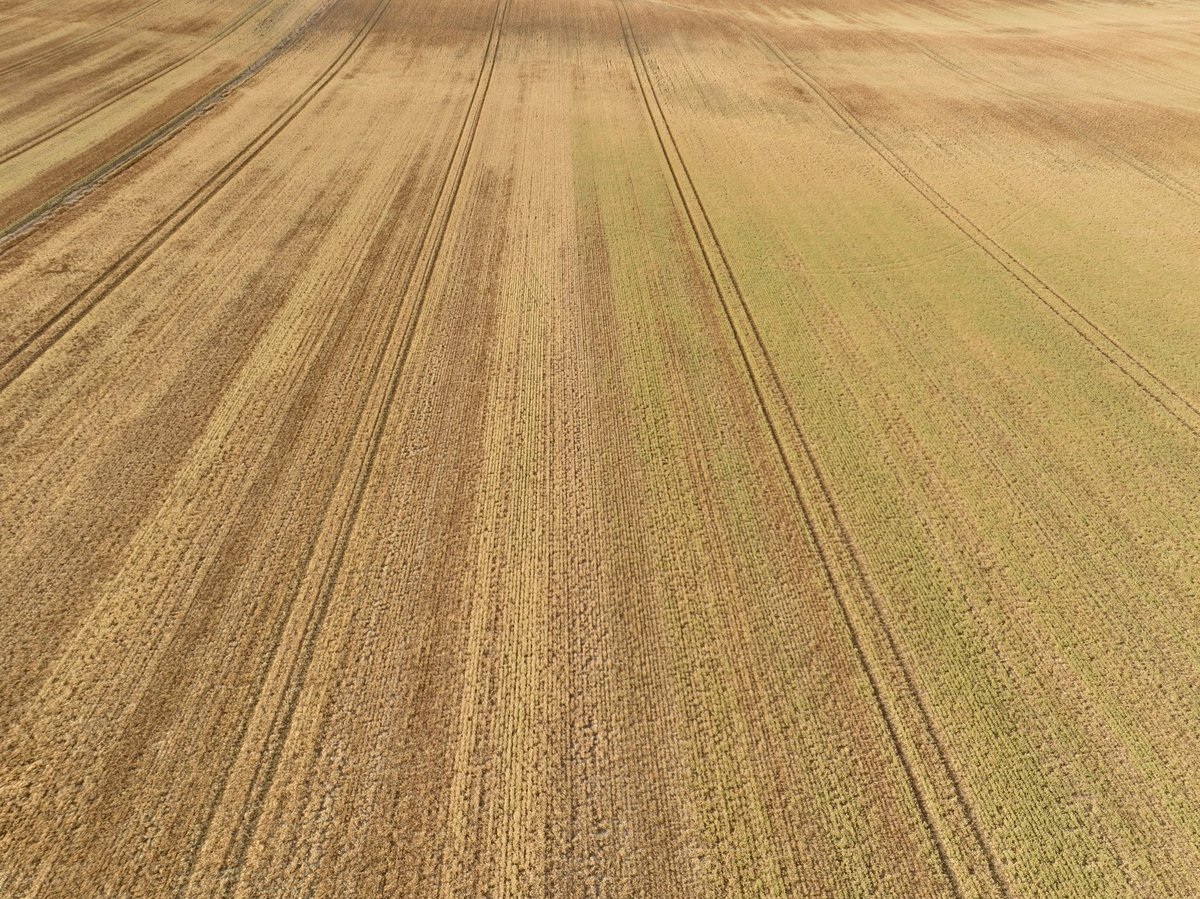 Chris Davey tweet media