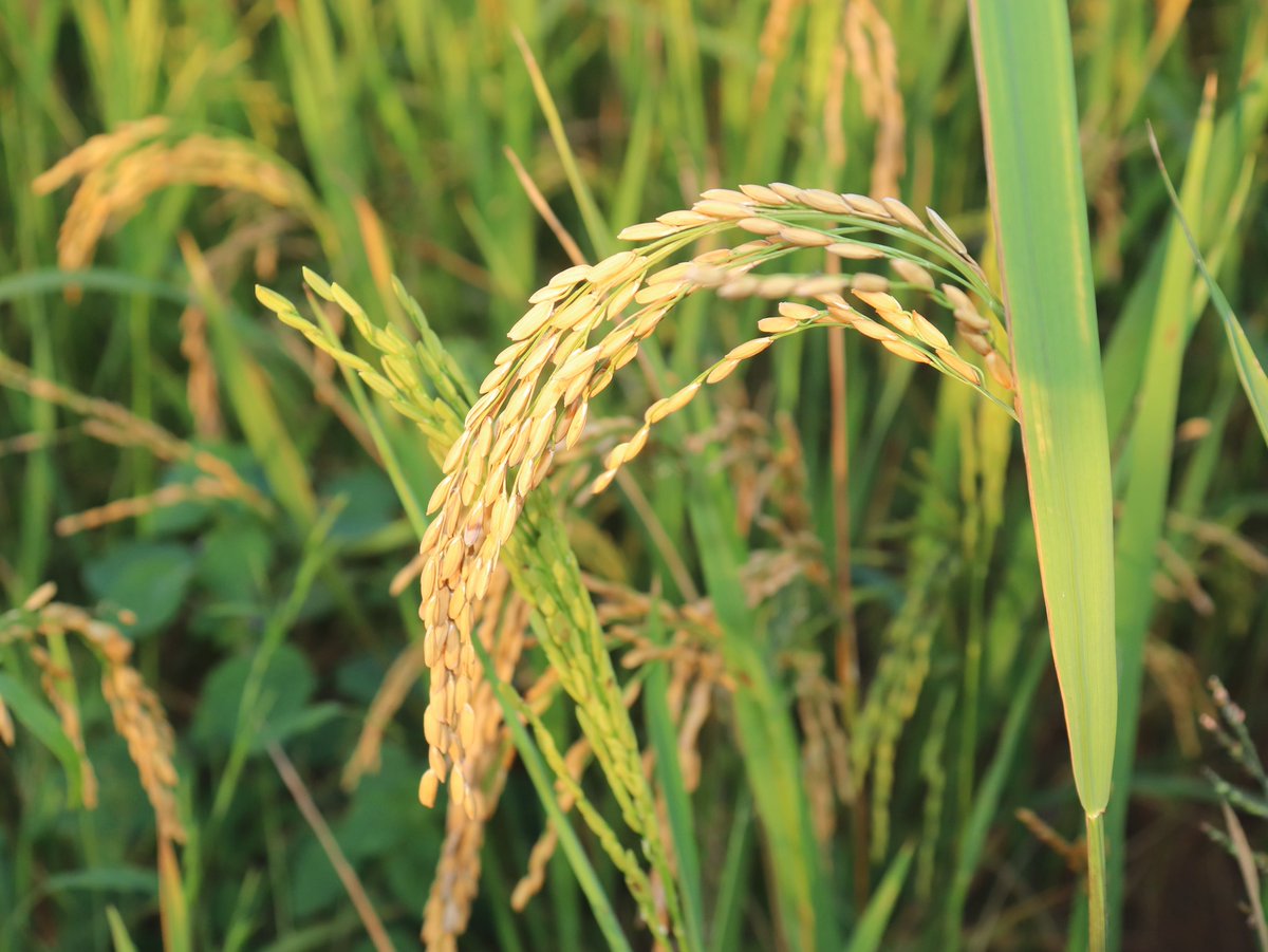 padfaci's tweet photo. Le FIDA et le gouvernement ivoirien ont évalué les avancées du #PADFA dans les filières agricoles, notant progrès et besoins d’améliorations pour 2024.

En savoir plus : https://t.co/x7BCnTzwRB

#PADFA #OPECFund #IFAD #meminader #Fida https://t.co/P3pIPkeNAT