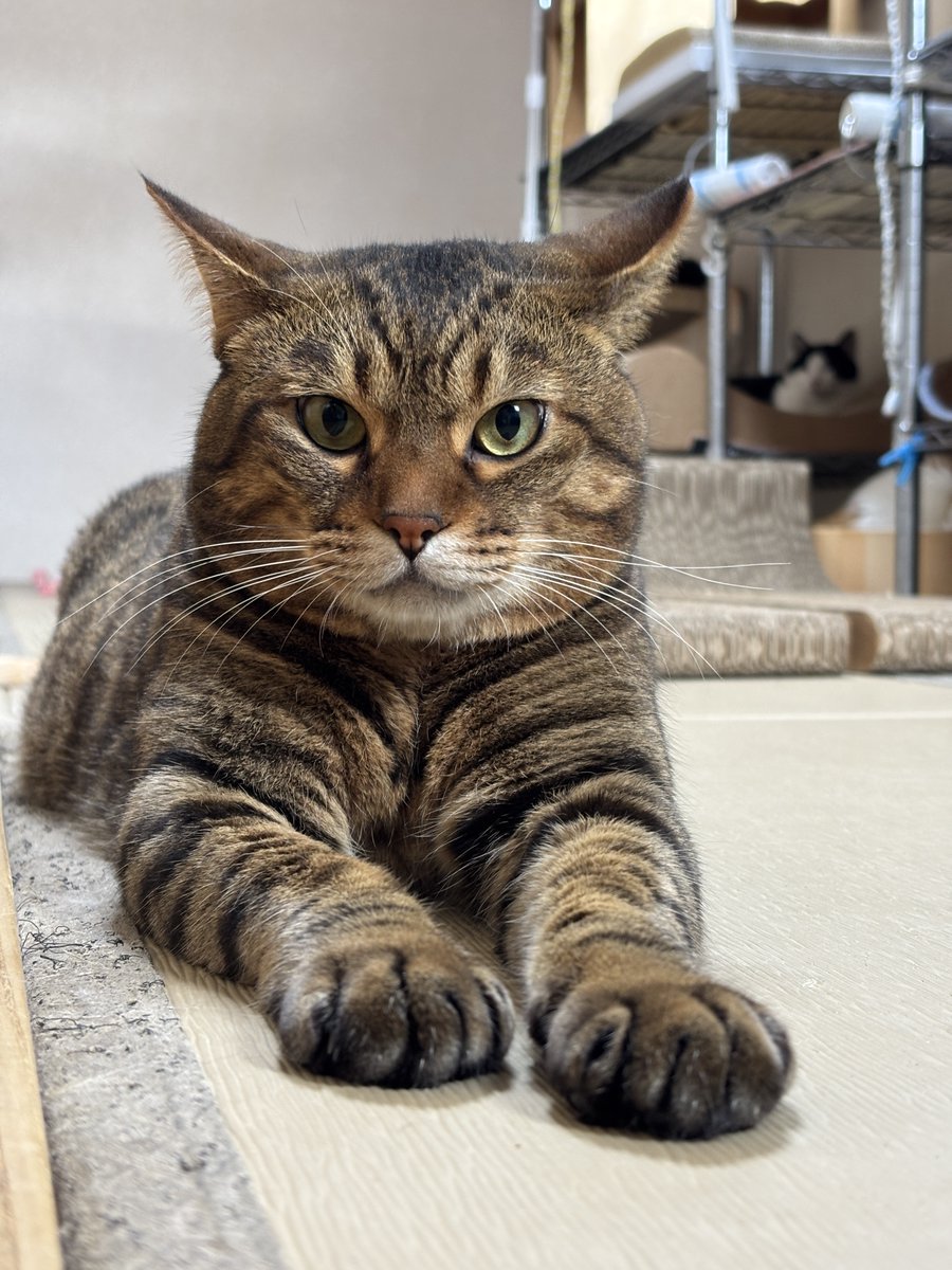 nyantamach222's tweet photo. 一人旅が好きな方へ
当旅館に泊まると一人でもお部屋貸切で猫たちとふれあい出来ます
自家源泉掛け流し天然温泉も貸切です♨️
平日お一人様8800円から
宿泊費は猫ちゃんたちのご飯代になります https://t.co/iNx0rZqOKT