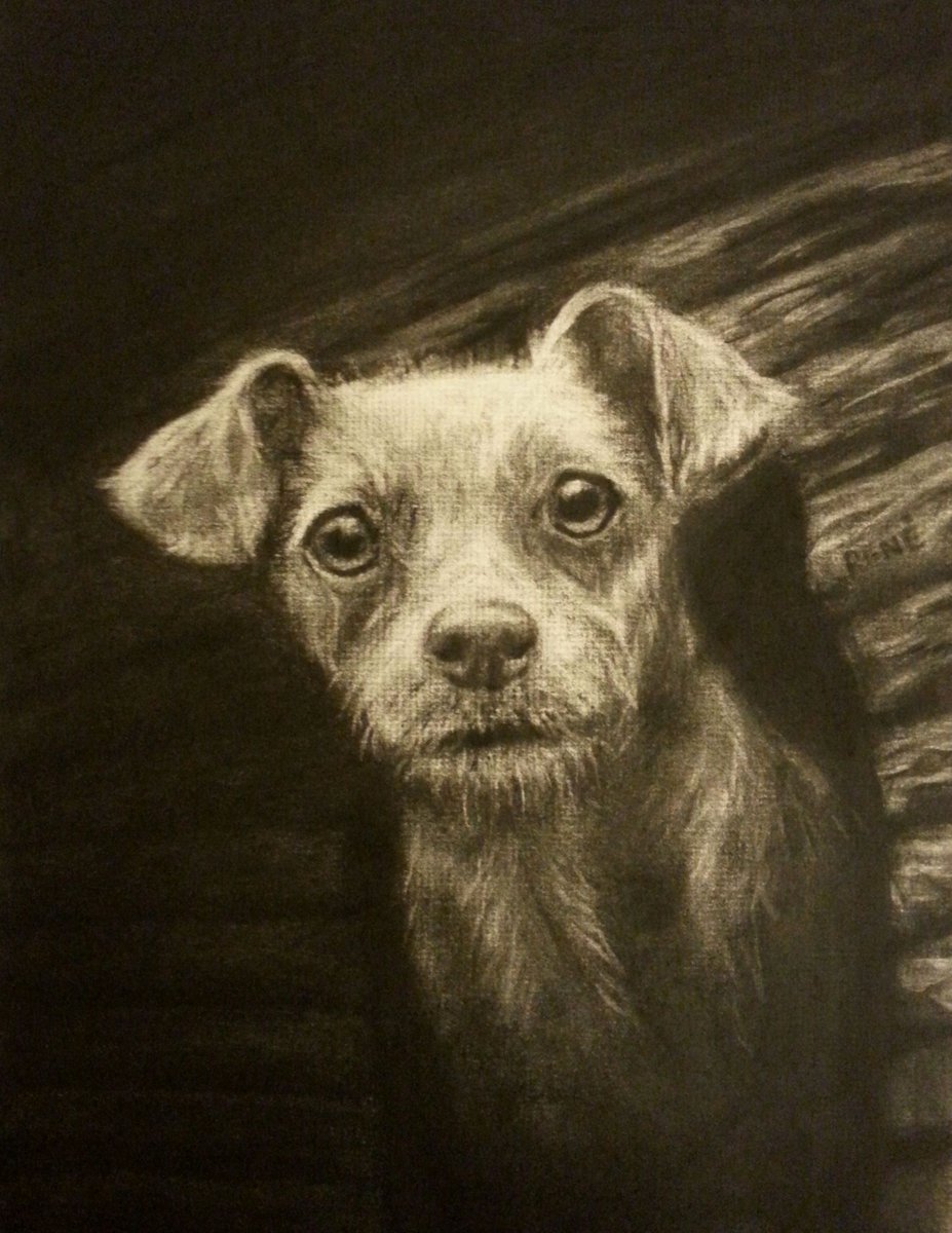 Later_AtBobs's tweet image. Charcoal on laid paper, 9x12 inches #animal #dog #drawing #charcoal