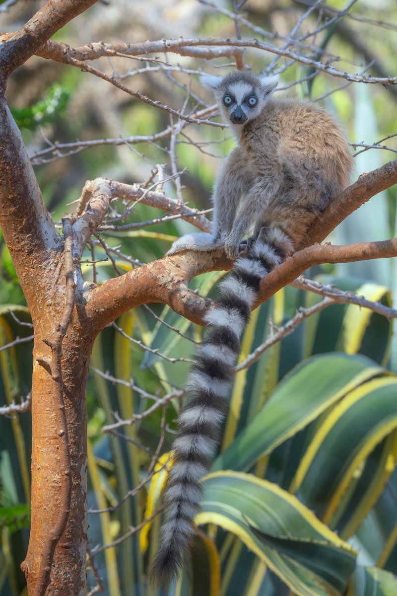 This adult ring-tailed lemur in Madagascar's Berenty Reserve is exceptionally rare—it has blue eyes! While ring-tailed lemur infants are born with blue eyes, they typically shift to golden brown as they mature. Blue eyes are highly unusual in mammals.