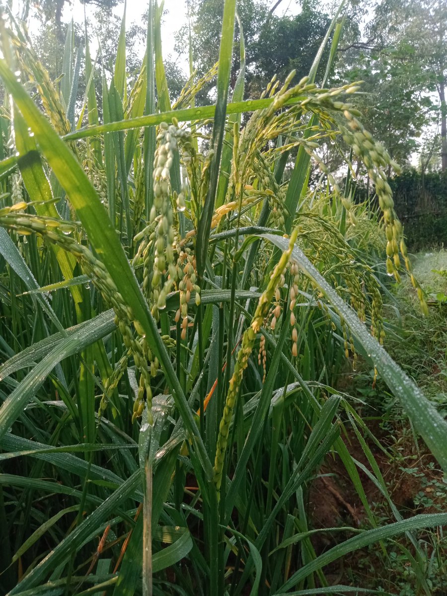 Swagatikamahan7's tweet photo. Good morning................
#WINTER
#winter_spark
#winter_field 💚✨ https://t.co/Og8OzbBykI