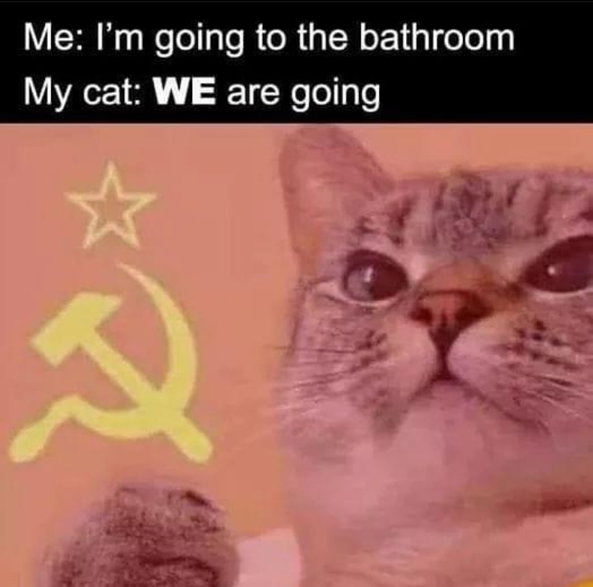 Folks…this is the most important cat meme since ye olde cheezburger cat https://t.co/oGE4meEIfi