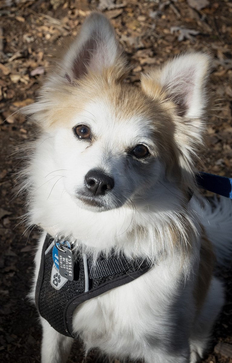 frankdpi's tweet image. Here is Beau sporting his new forever dog license