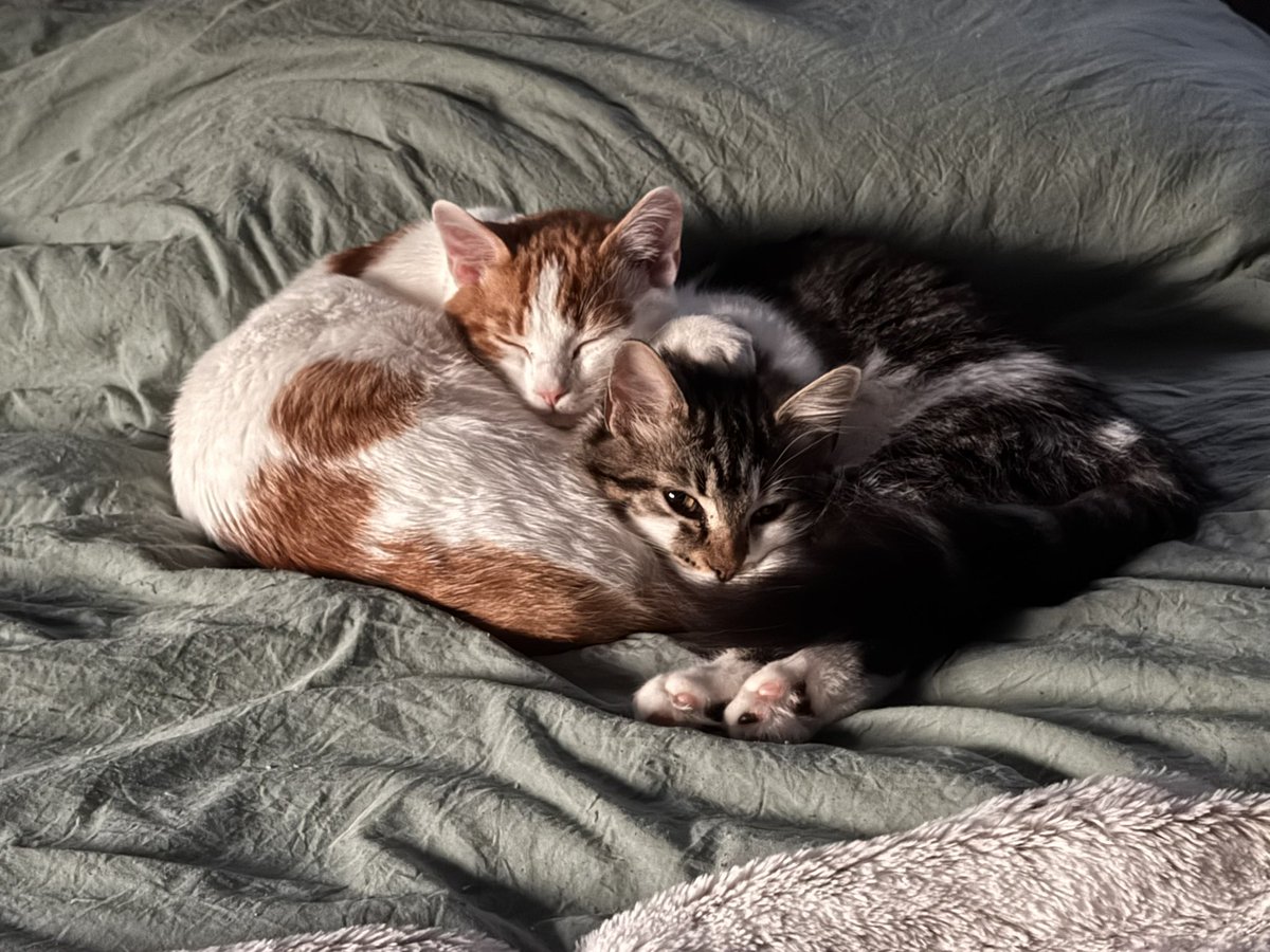 Draft Punks tweet media