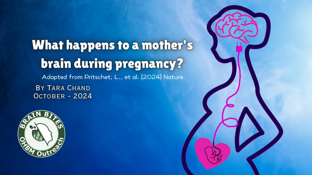 OHBM's tweet photo. 📢 What happens in a mother's brain during pregnancy? 🫄That's the question from @laura_pritschet's team let's take a bite out of this incredible research work 🧠 https://t.co/A3O630Ppt8
#BrainBites #scicomm #neuroscience #ohbm https://t.co/YfUlWCvx25