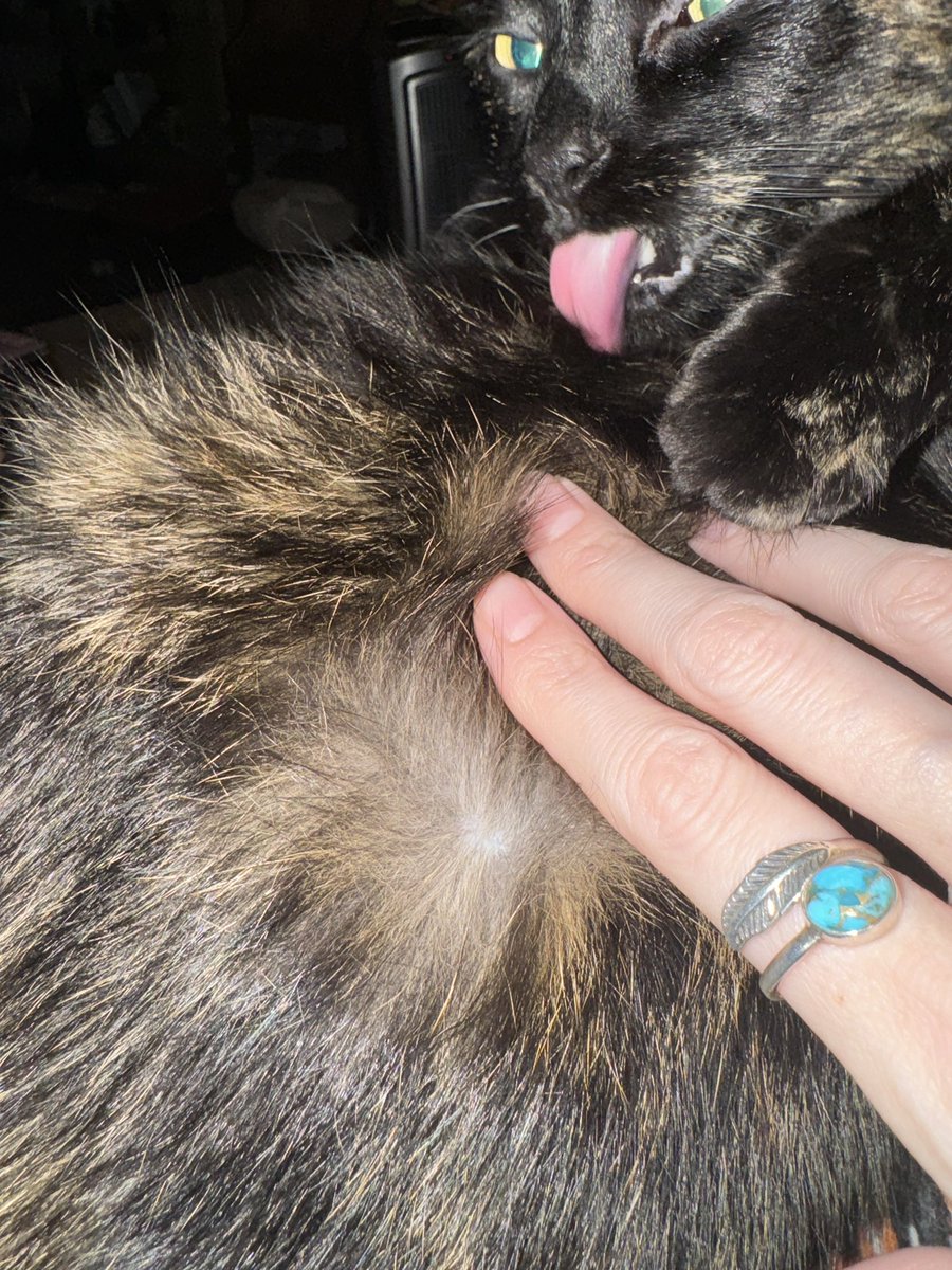 schlabby1's tweet photo. At home thinking about why my black cat has white skin instead of the impending Presidential election. https://t.co/PNDarOgmwh