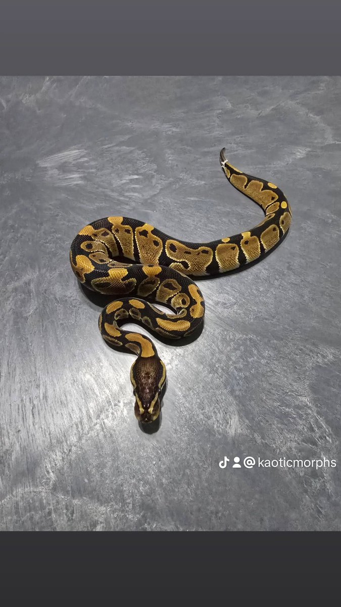 KaoticMorphz's tweet image. HET AXANTHIC 🐍
#KAOTICMORPHS
#BABYBALLPYTHON