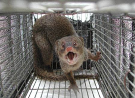 πππ£πππ βπππ£ππ’π¦ππ€ (he/him/his) (@ss_henriques) on Twitter photo π¨Amami-Oshima just became the largest island in the world to completely removed an invasive predator β οΈ
π How did our Japanese colleagues do it?
πAnd what does that mean for the rest of the world?
See my Notes From The Field here π
<a href="/ProtectSpecies/">Global Center for Species Survival</a> <a href="/CABI_Invasives/">CABI Invasive Species</a> <a href="/UNEP/">UN Environment Programme</a> π¨Amami-Oshima just became the largest island in the world to completely removed an invasive predator β οΈ
π How did our Japanese colleagues do it?
πAnd what does that mean for the rest of the world?
See my Notes From The Field here π
<a href="/ProtectSpecies/">Global Center for Species Survival</a> <a href="/CABI_Invasives/">CABI Invasive Species</a> <a href="/UNEP/">UN Environment Programme</a>