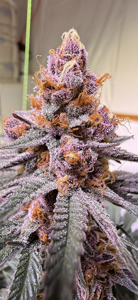 jmo22966085's tweet photo. #ForbiddenJelly it’s my Favorite, i just love how pretty she is , great smoke, amazing terp profile, reeks , bag appeal, and kills it no matter what. She’s Popping! #PlantGuyCo https://t.co/LOEJf4IQqA