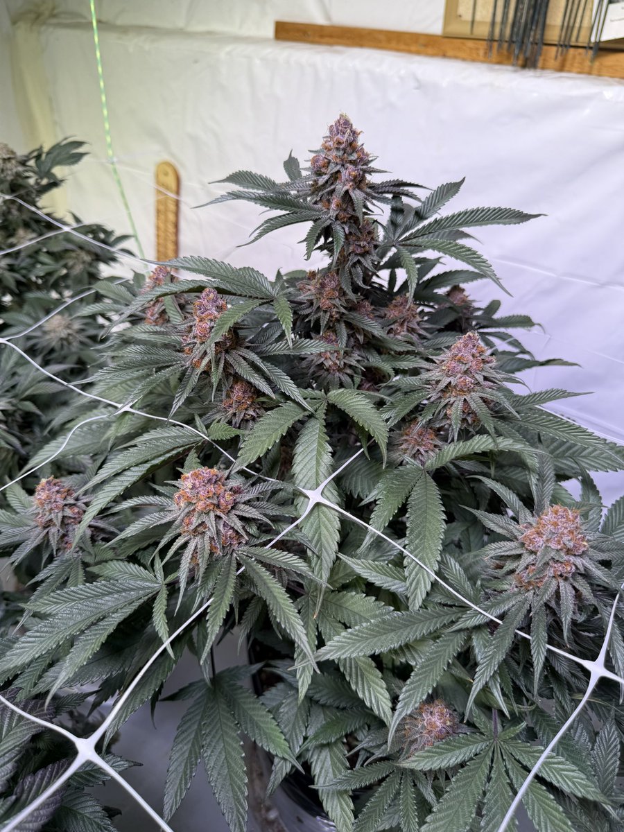 jmo22966085's tweet photo. #ForbiddenJelly it’s my Favorite, i just love how pretty she is , great smoke, amazing terp profile, reeks , bag appeal, and kills it no matter what. She’s Popping! #PlantGuyCo https://t.co/LOEJf4IQqA