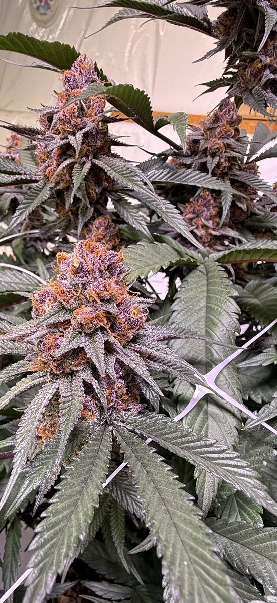 jmo22966085's tweet photo. #ForbiddenJelly it’s my Favorite, i just love how pretty she is , great smoke, amazing terp profile, reeks , bag appeal, and kills it no matter what. She’s Popping! #PlantGuyCo https://t.co/LOEJf4IQqA