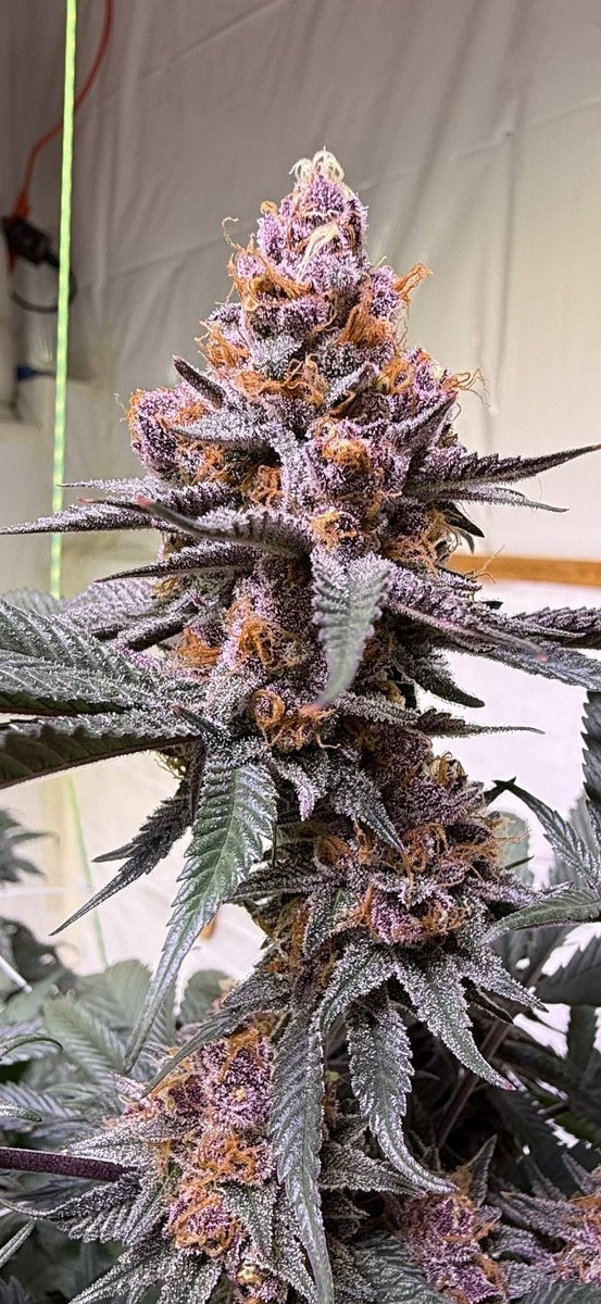 jmo22966085's tweet photo. #ForbiddenJelly it’s my Favorite, i just love how pretty she is , great smoke, amazing terp profile, reeks , bag appeal, and kills it no matter what. She’s Popping! #PlantGuyCo https://t.co/LOEJf4IQqA