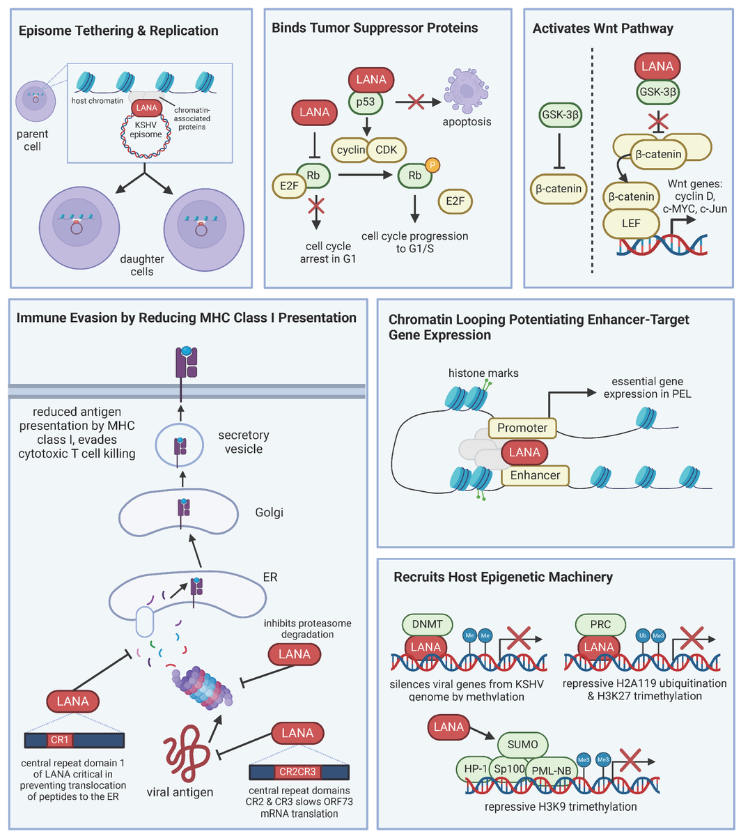 Cancers MDPI tweet media