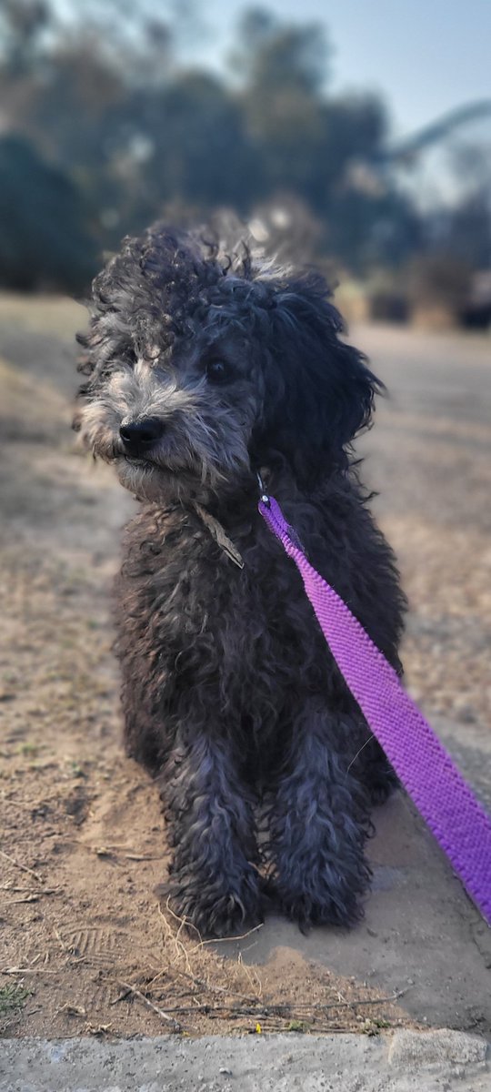 MalenaBercetche's tweet photo. mi madre mandó por primera vez el "caniche" a la peluquería no puedo creer esto https://t.co/uXoL5GEN9Z