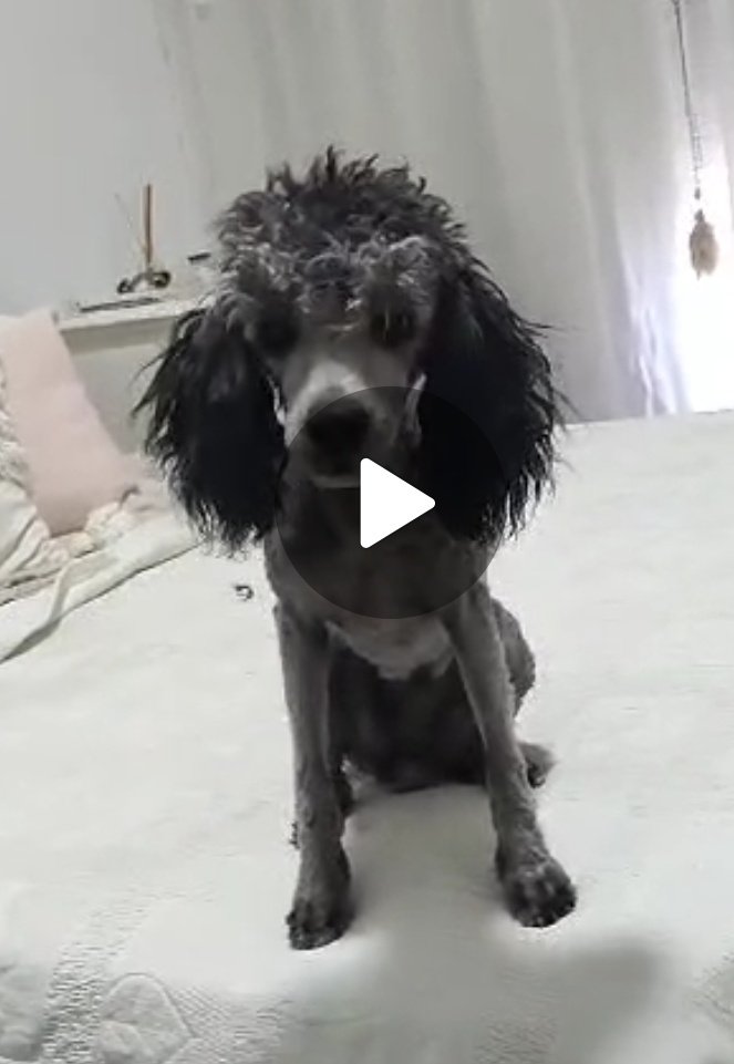 MalenaBercetche's tweet photo. mi madre mandó por primera vez el "caniche" a la peluquería no puedo creer esto https://t.co/uXoL5GEN9Z