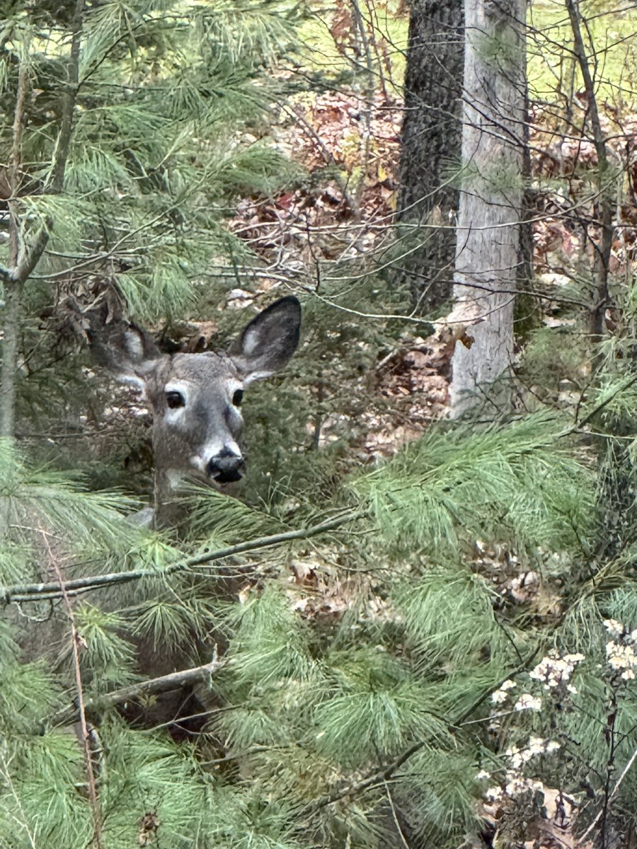 It’s hunting season here in Maine. She wandered into my yard seeking asylum.
