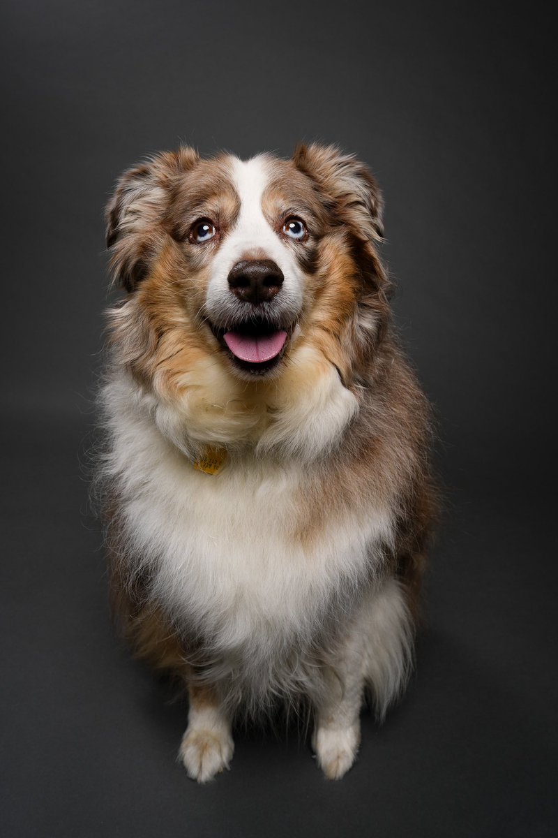 RyanDuekerPhoto's tweet photo. My close family friends asked me to take photos of their pups because they are getting older. Take a look at some of our favorites. If you want photos of your pets, reach out! I'd love to photograph you and/or your pets. https://t.co/uKh4koeKtr