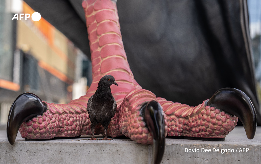 AFP's tweet photo. Big pigeon in the Big Apple.

@AFP's David Dee Delgado photographs a 16 foot sculpture of a pigeon named dinosaur on the Highline in New York City https://t.co/Zt43RK4NnA