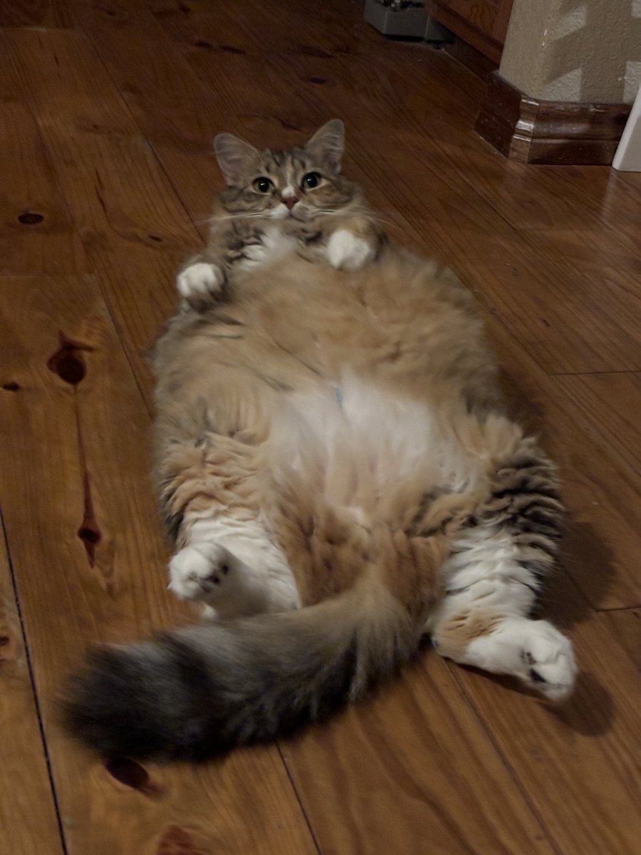 HumbledFollower (is on 🦋 too) tweet media