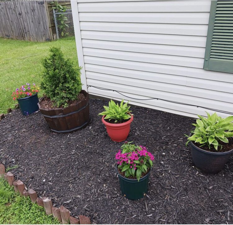 SabrinaSaesar's tweet image. That’s my favorite flowers 🤍