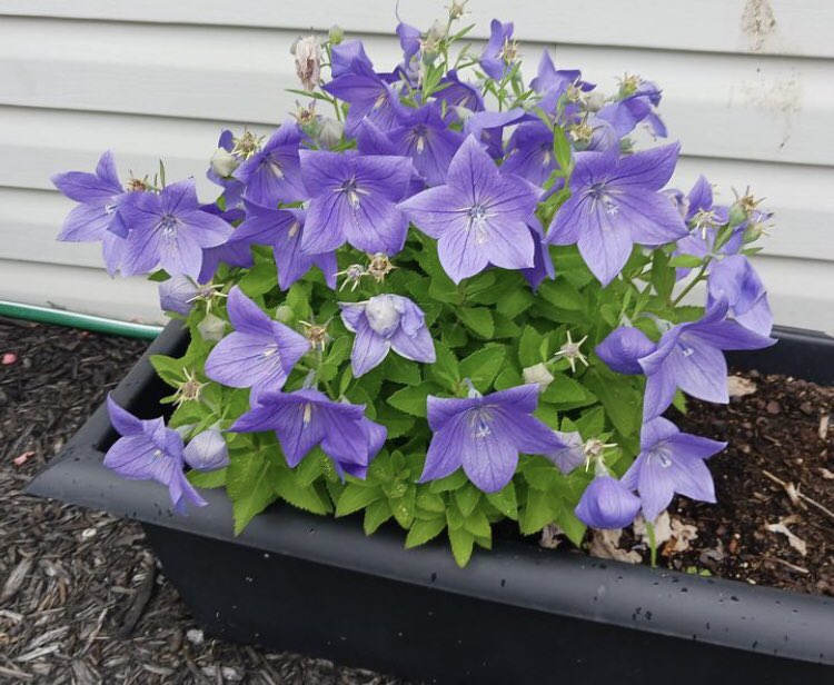 SabrinaSaesar's tweet image. That’s my favorite flowers 🤍