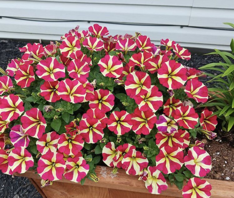 SabrinaSaesar's tweet image. That’s my favorite flowers 🤍