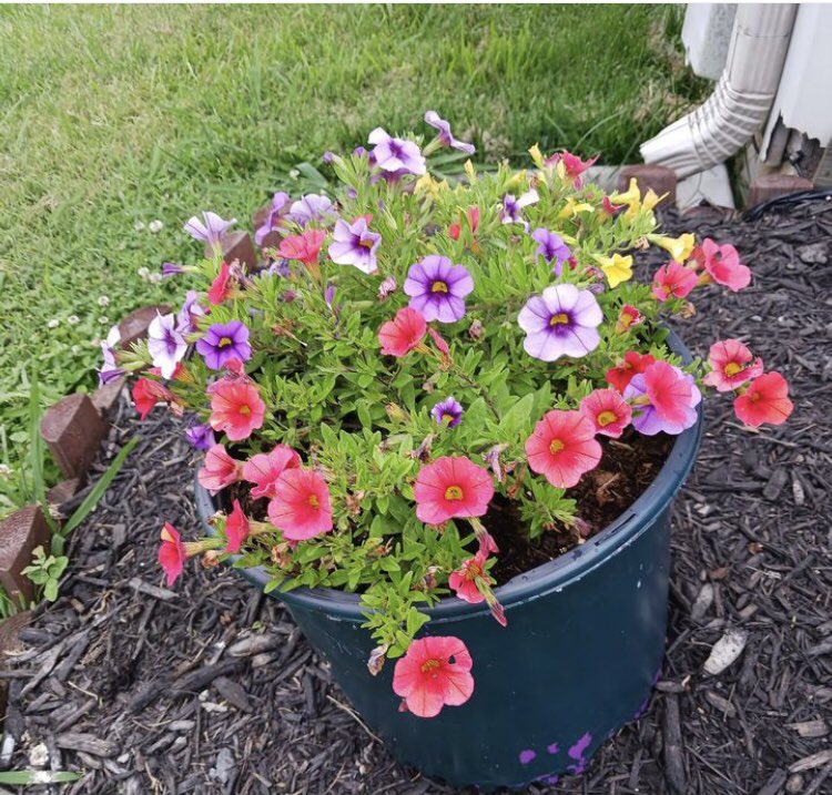 SabrinaSaesar's tweet image. That’s my favorite flowers 🤍