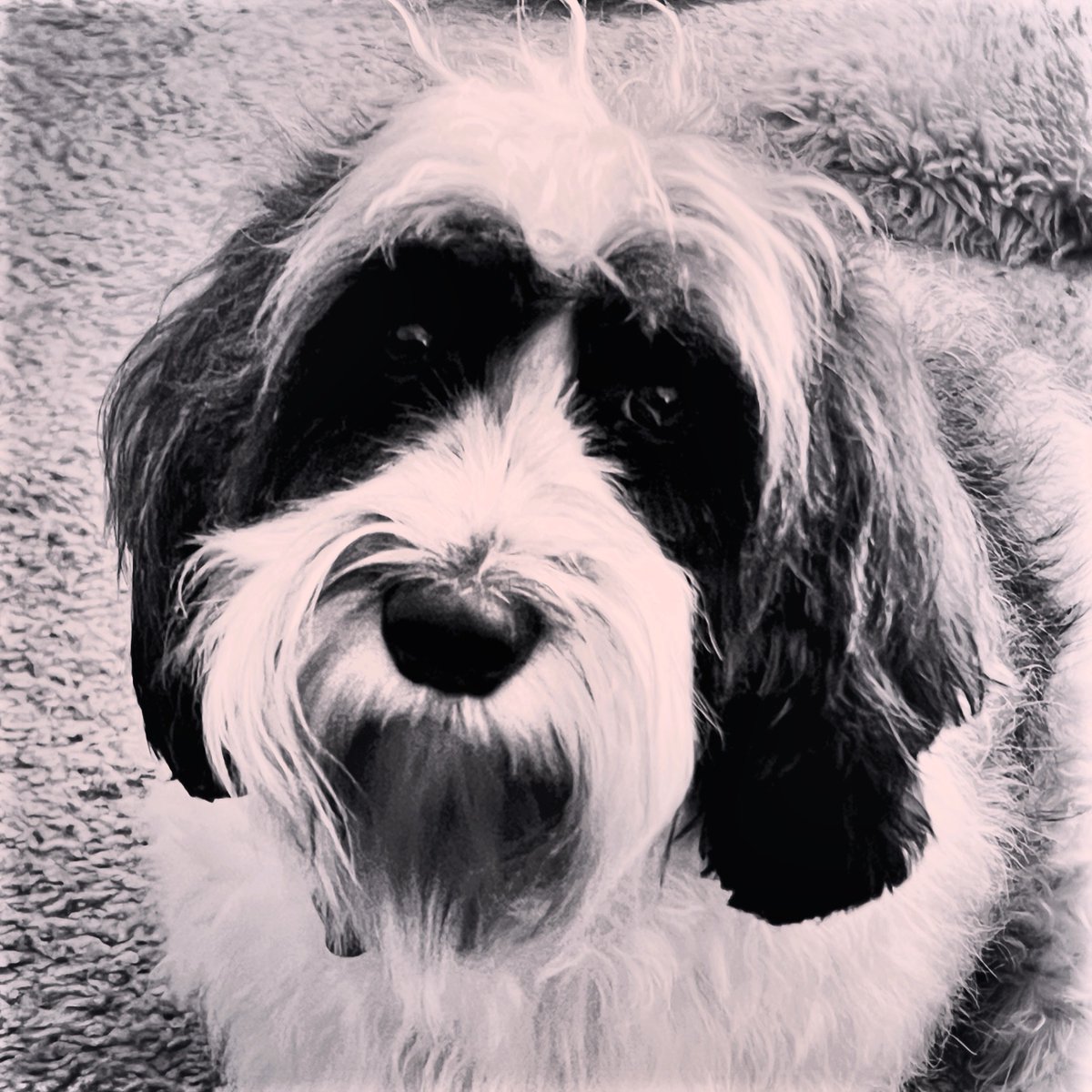 PawBehaviour's tweet photo. Read this comment and sign the petition. This is a vital service for the community and it is disgusting behaviour by Kingston Council to not even discuss the cancellation with the party involved; it is both … https://t.co/VSUtVY0KzO via @ChangeAUS https://t.co/T8JGZ7qRSb