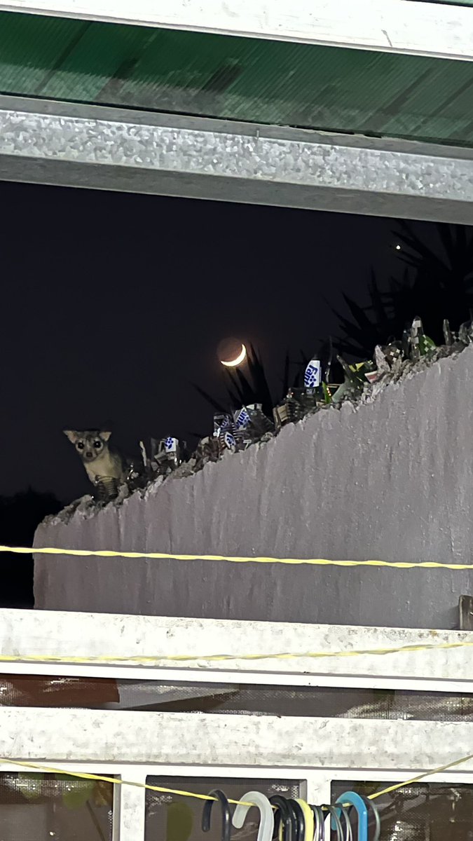 gabrielgalaviz_'s tweet image. no sé si algún día vuelva a fotografiar algo tan particular como esto. 

venus, la luna, y un amigo cacomixtle en formación.