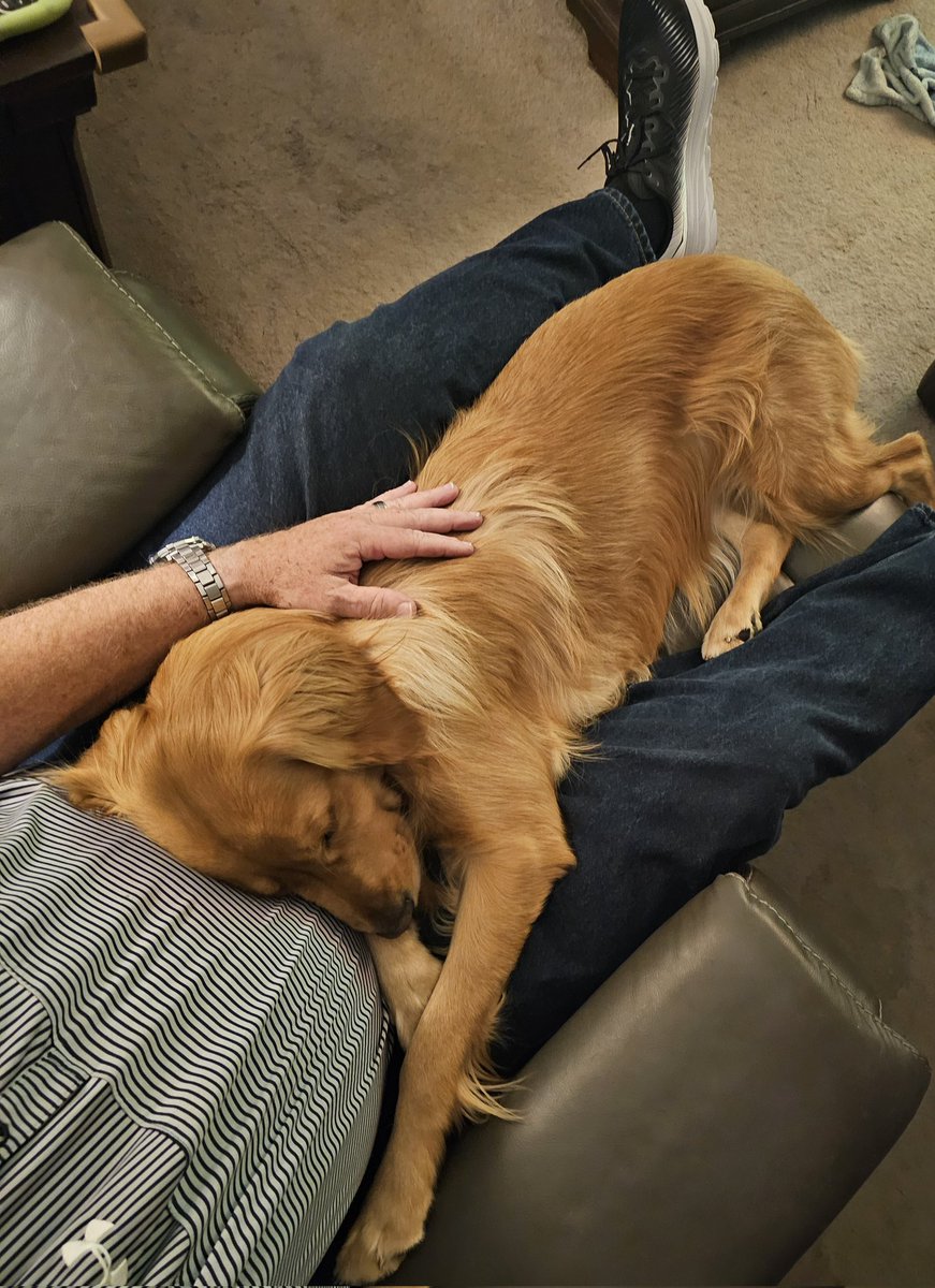 scfotoguy's tweet photo. Time for some snuggles with my girl Snickers.
#welovesnickers #goldenretriever #meltsmyheart #myearthangel #soundasleep https://t.co/E5gn01LTip