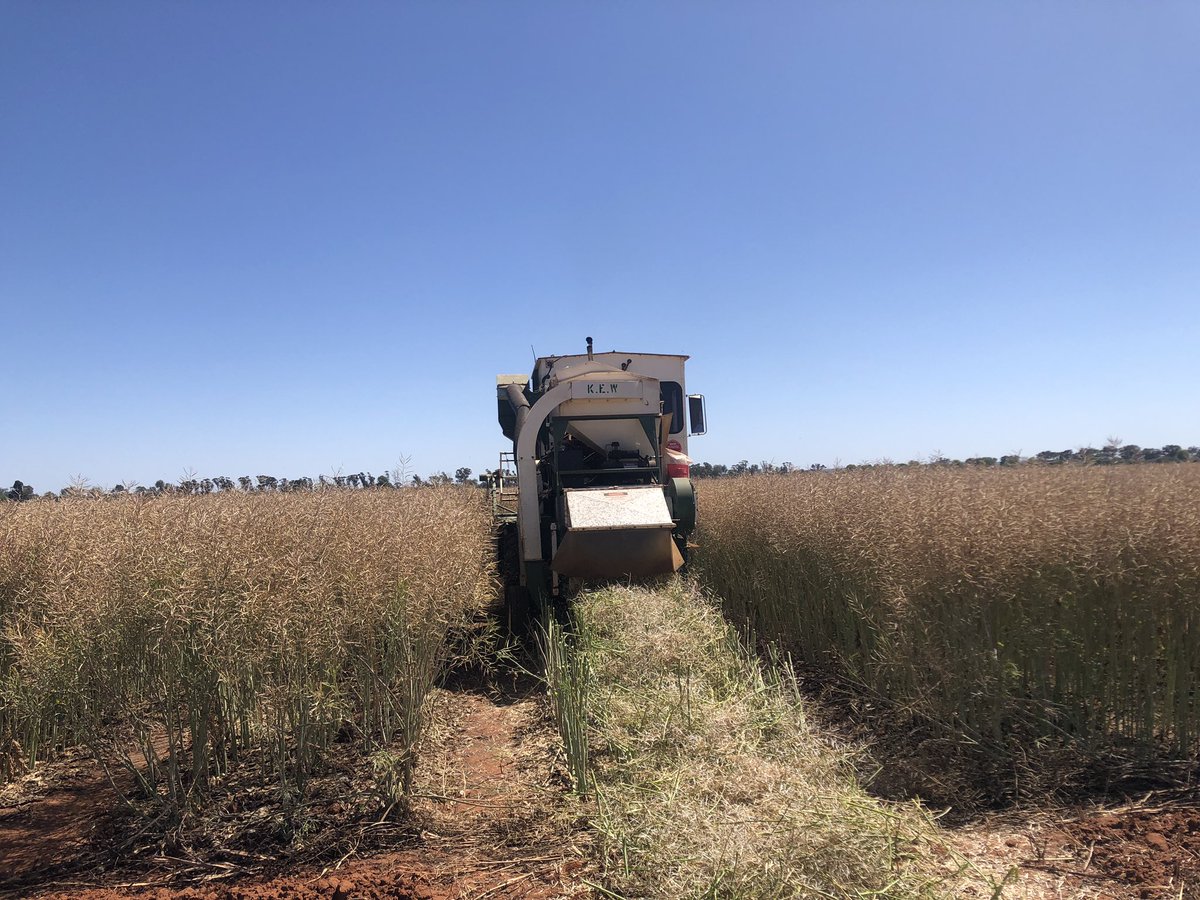 mbarart1's tweet photo. Harvesting canola plots, farming system project, condobolin, nsw. #GRDC, #CSIRO, #DPIRD. https://t.co/qNA6dEvc2d