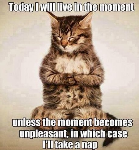 GeneralCattis's tweet photo. Always live in the moment. If the moment brings second breakfast, eat it. If it brings treats, enjoy them. If it brings a vet visit, pretend to nap in the carrier as you plan how to punish your human…
#CatZen #CatsOfX https://t.co/Q6B8EPaEI5
